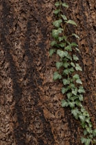 green leaves on brown soil