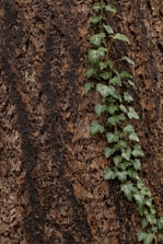 green leaves on brown soil