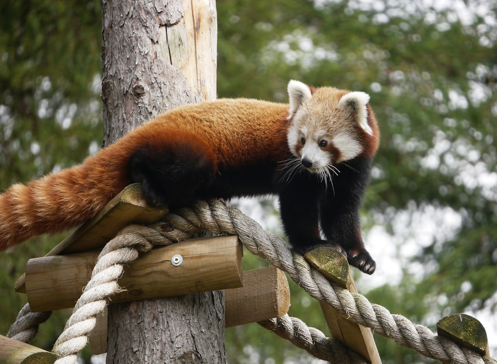 Roter Panda tagsüber auf braunem Ast
