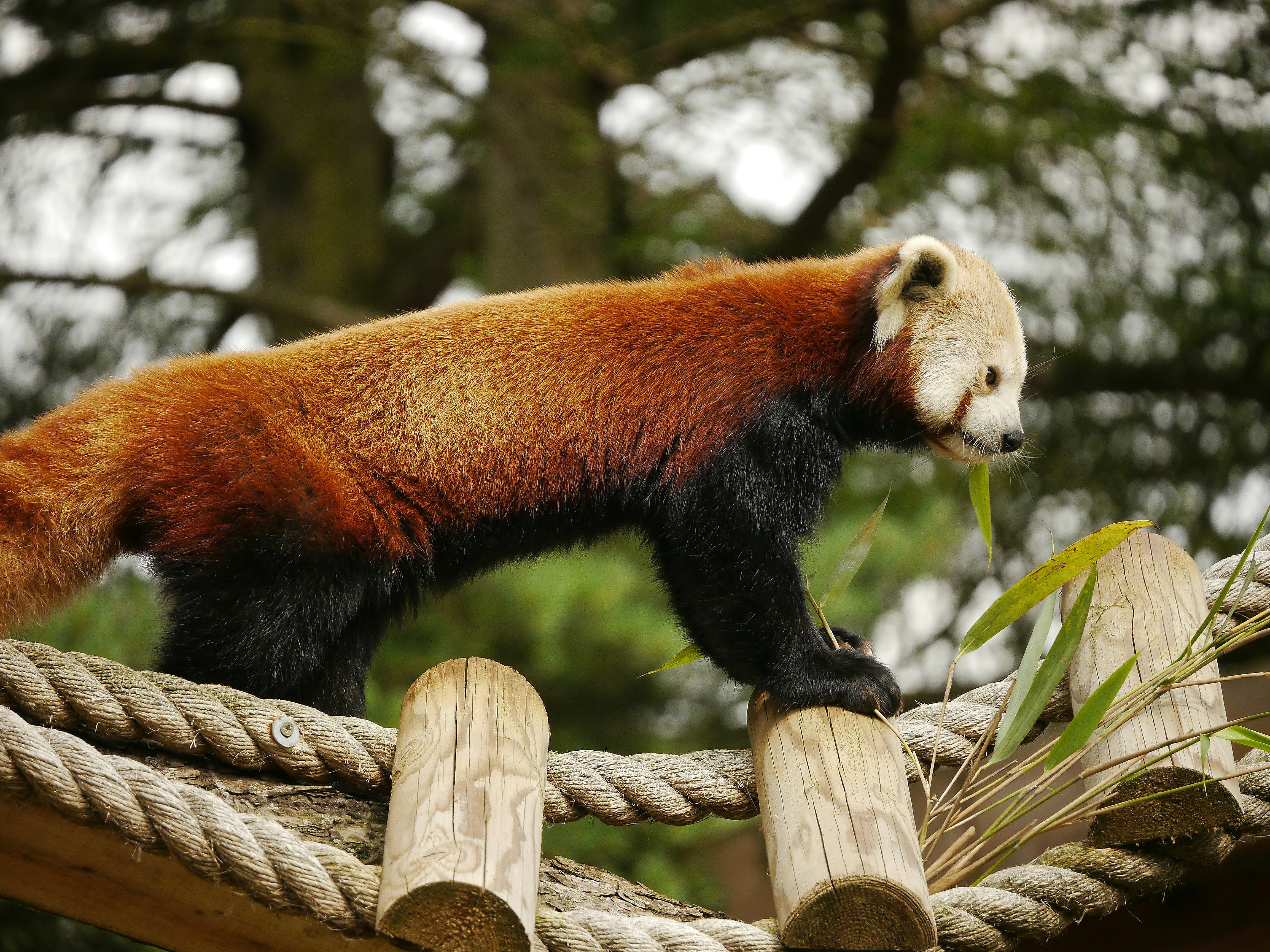red panda on brown tree branch during daytime