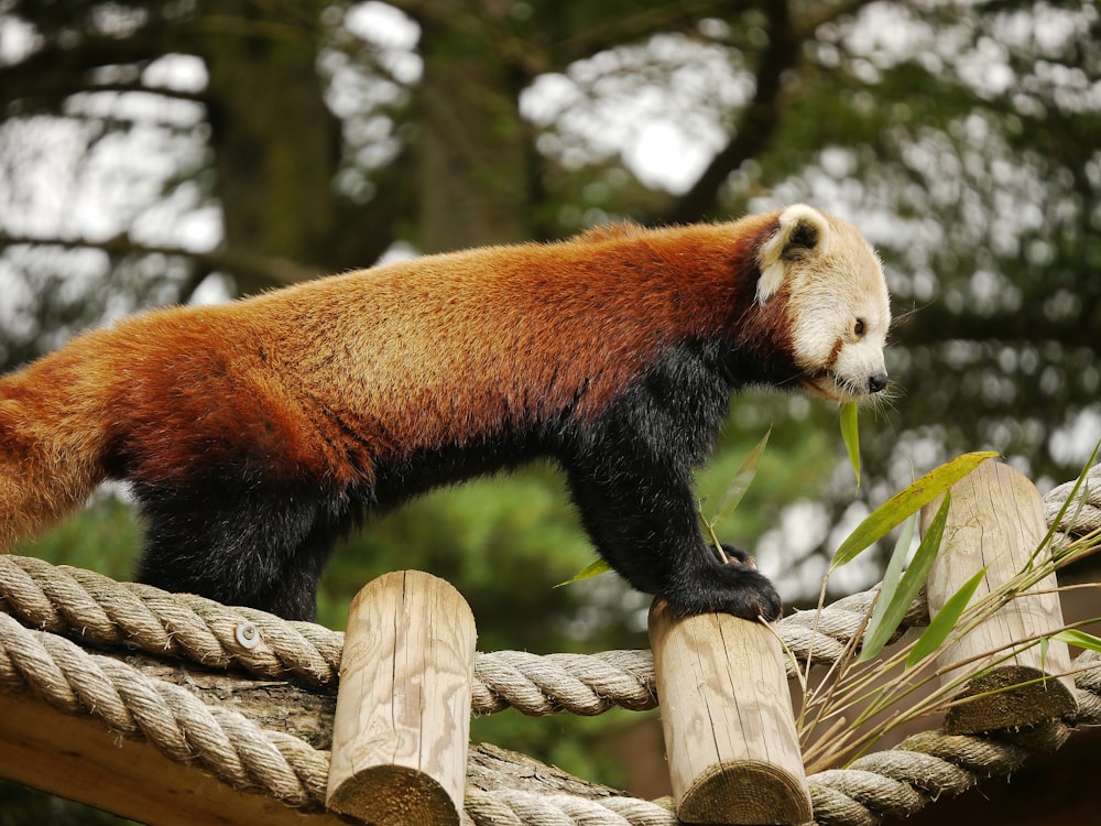 red panda on brown tree branch during daytime