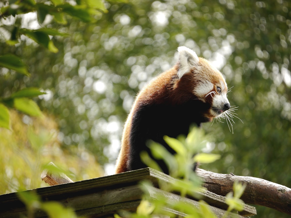 panda rosso su staccionata di legno marrone durante il giorno
