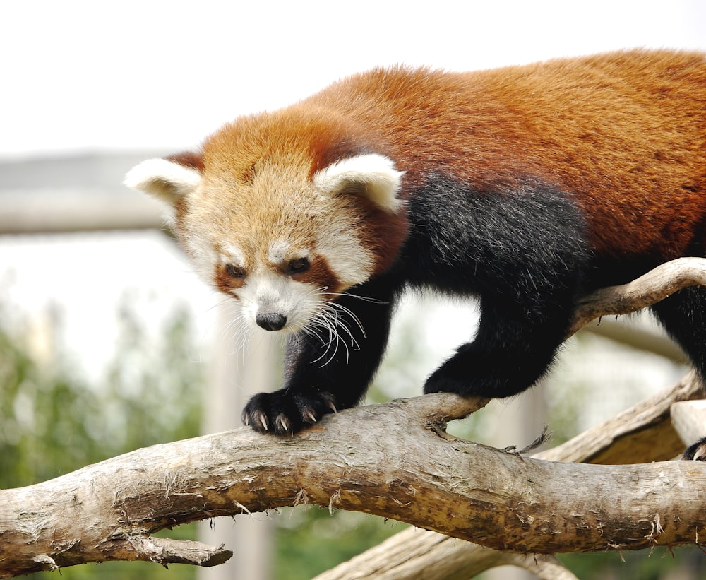 red panda on brown tree branch during daytime
