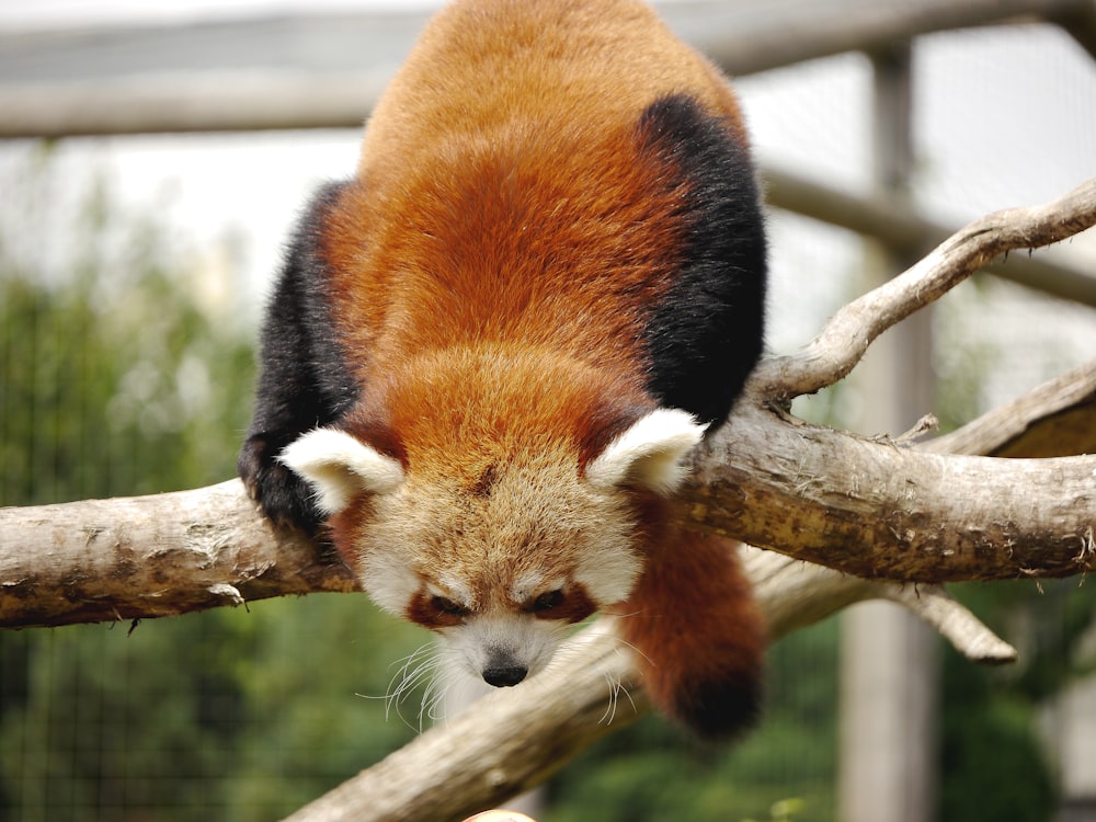 panda rosso sul ramo marrone dell'albero durante il giorno