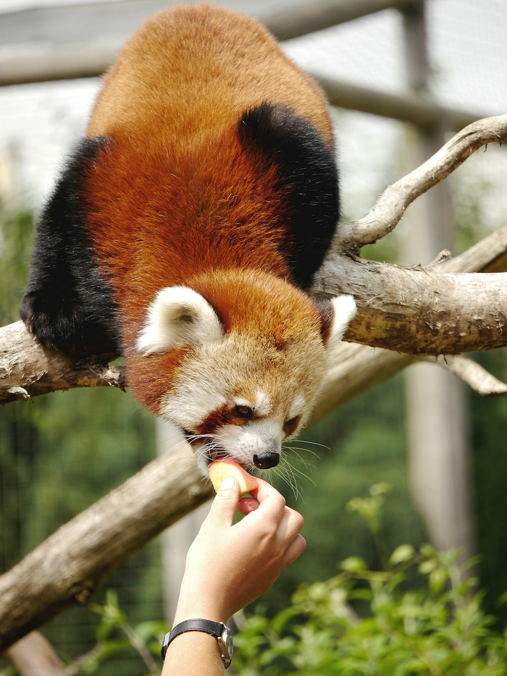 panda rosso sul ramo marrone dell'albero durante il giorno