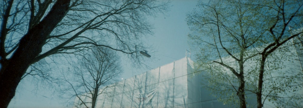 leafless tree near white concrete building