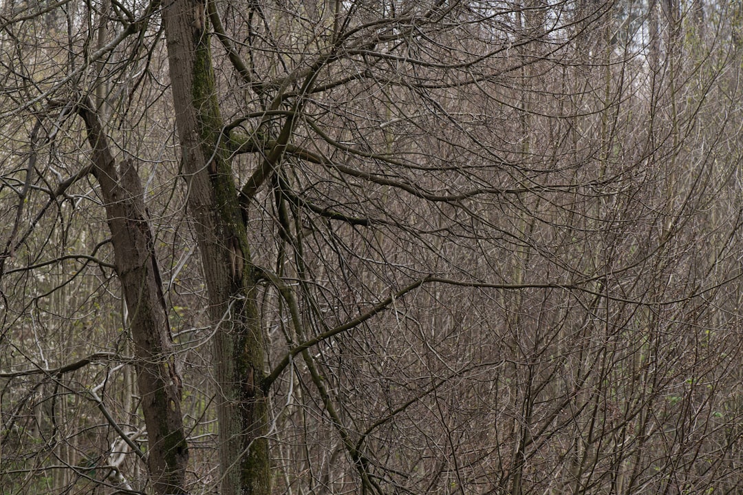 leafless trees on green grass field