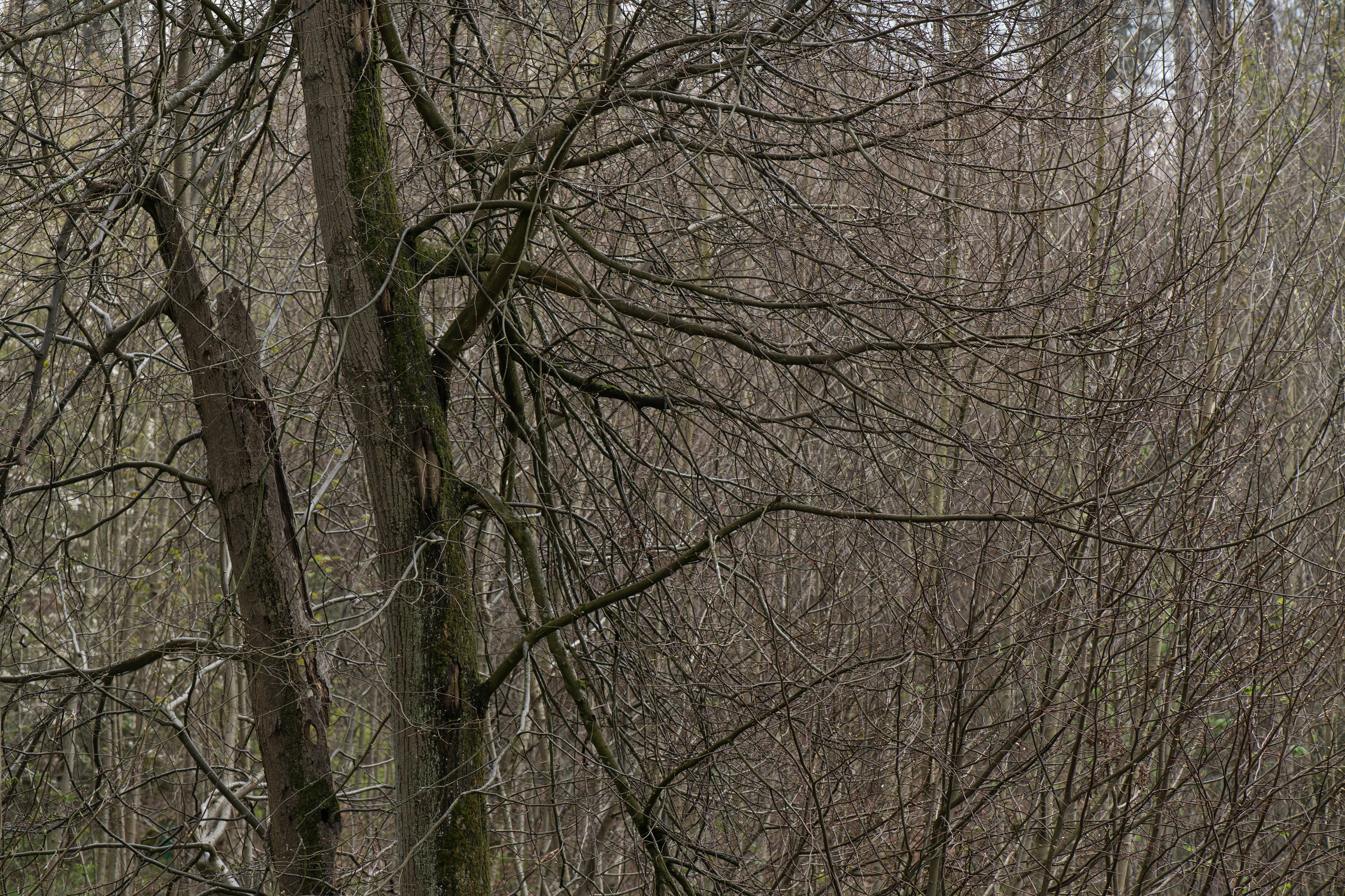 leafless trees on green grass field