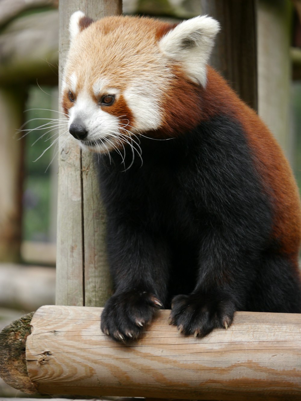 red panda on brown wooden surface