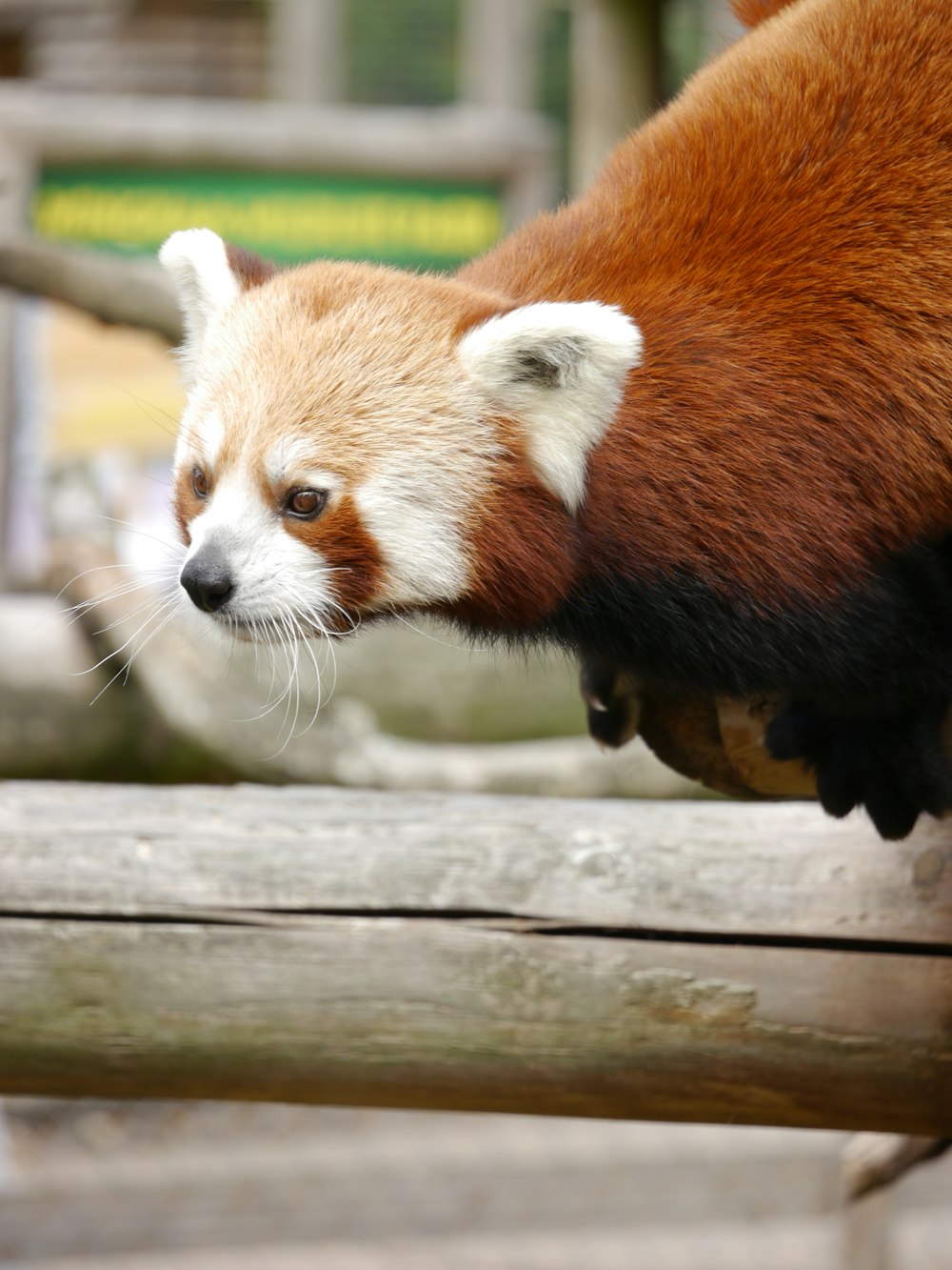 red panda on brown wooden fence