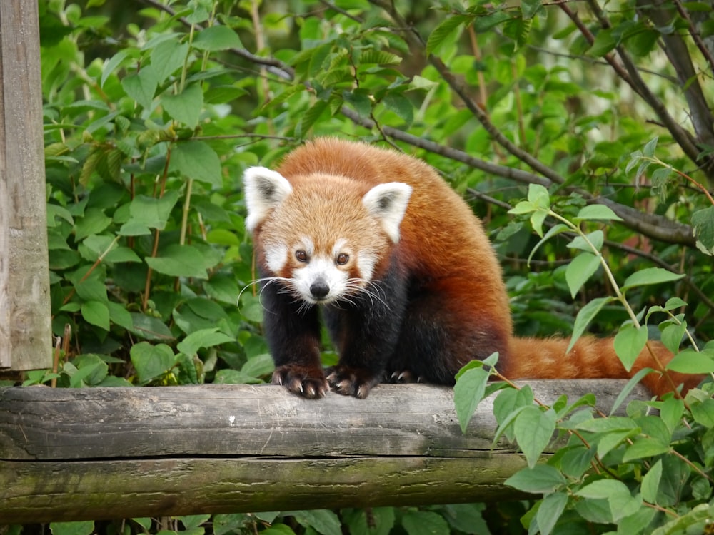 red panda on brown wooden log