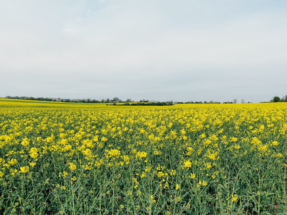 yellow flower field under white clouds during daytime