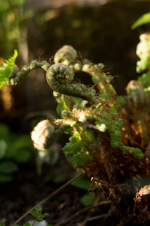 A close-up of a vibrant green fern unfurling its delicate fronds in soft morning light.