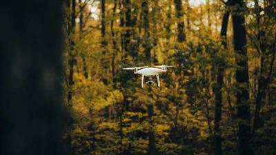An exhilarating moment captured as an FPV drone swoops through dense black fir forest trees.