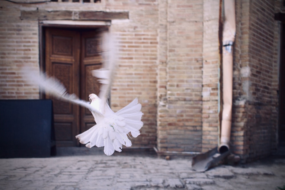 white bird flying near brown brick wall during daytime