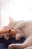 A serene white cat napping peacefully on a cozy blanket.