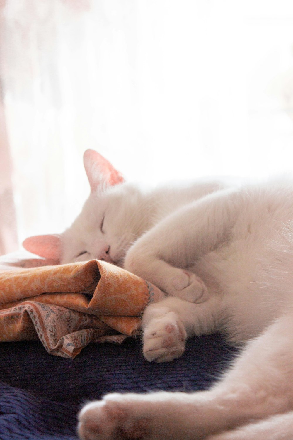 white cat lying on brown textile