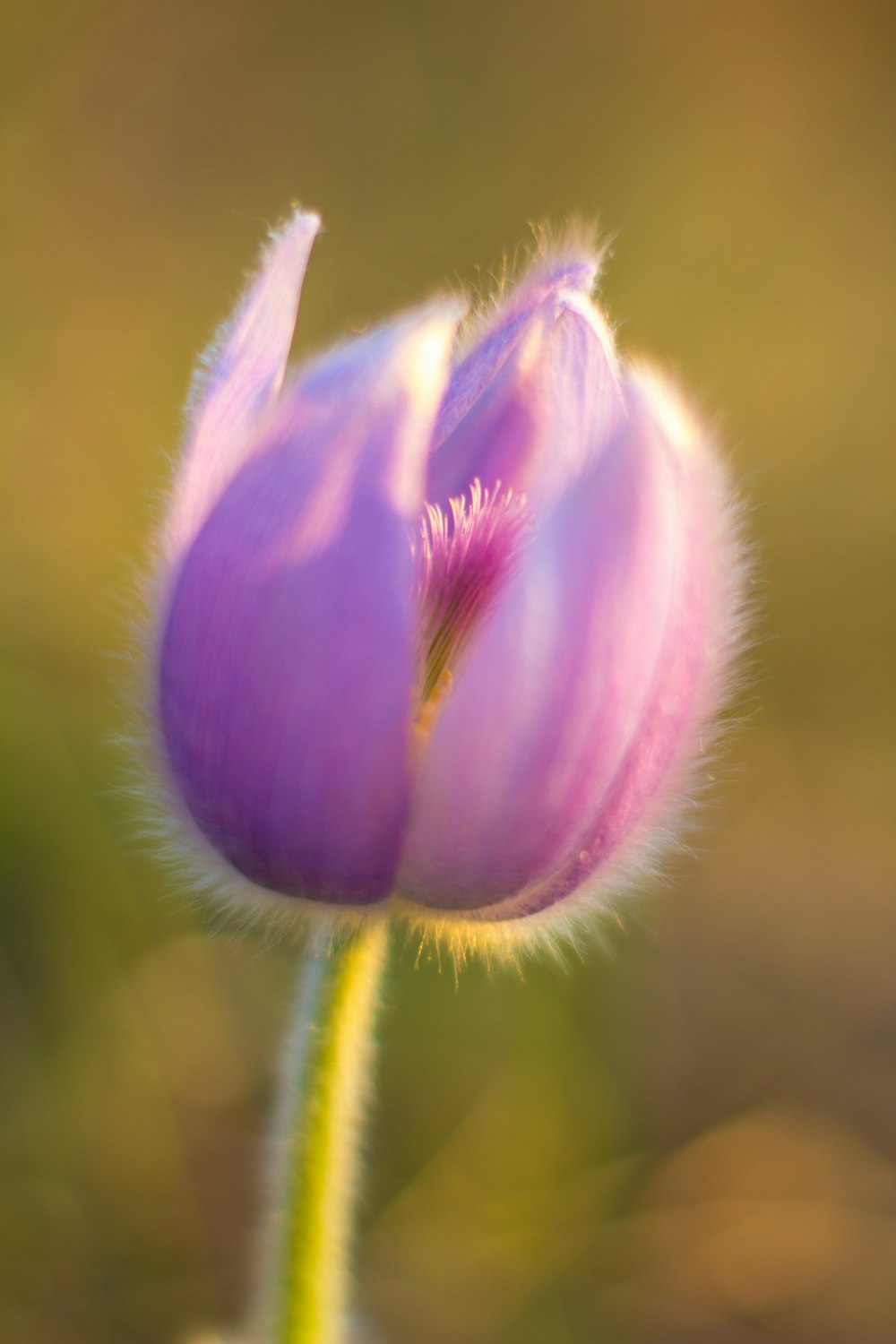 flor roxa no tiro macro