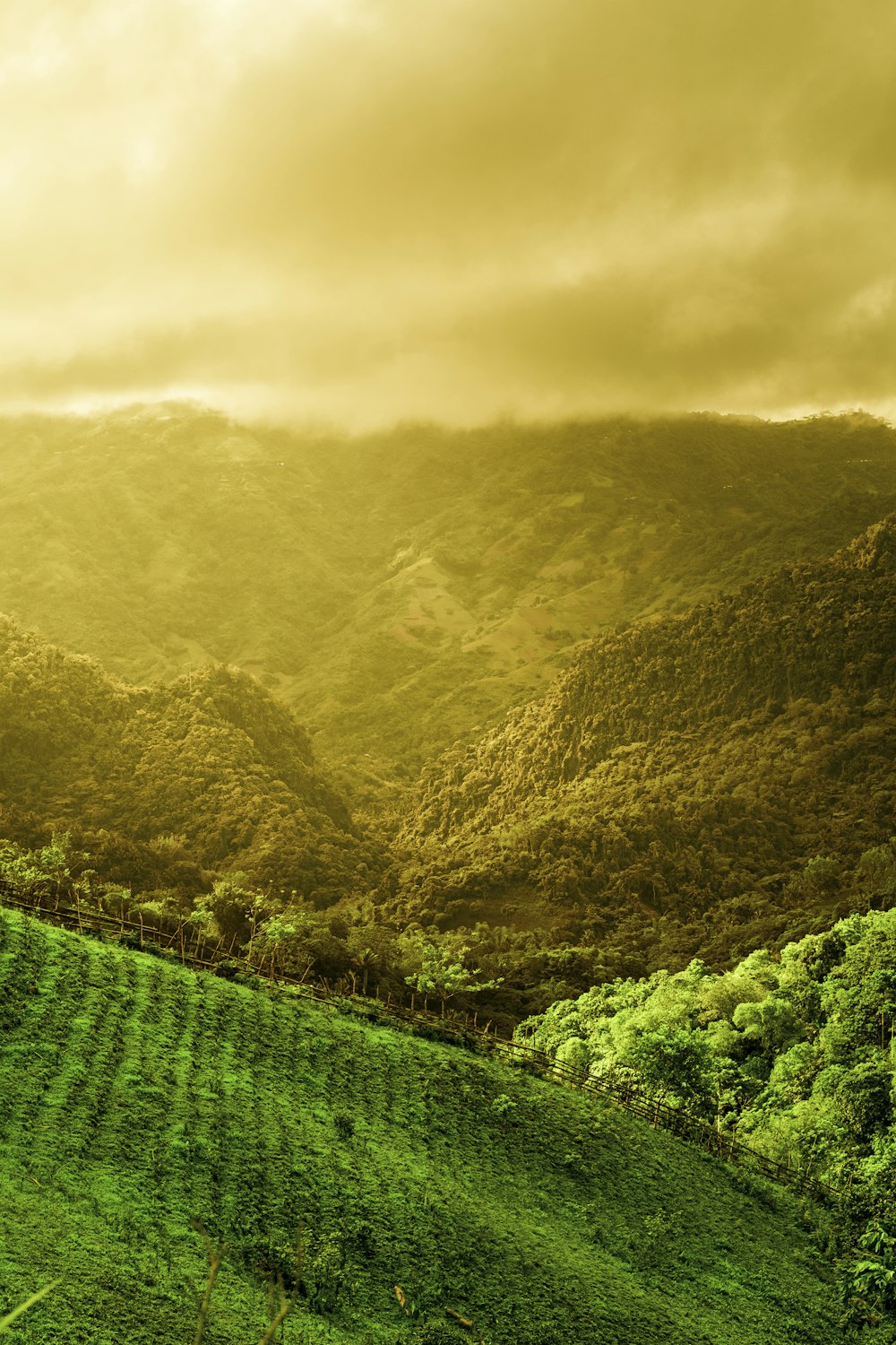 green grass field and mountain