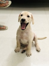 A joyful puppy sitting patiently while learning a new trick indoors.