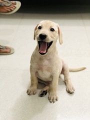 A happy puppy learning commands with its owner in a bright living room.