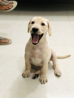 A happy golden Labrador puppy sitting on a light-colored floor, with its mouth open wide in a playful manner. The puppy appears to be energetic and joyful.