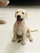 A joyful puppy eagerly munching on a treat with a wagging tail.