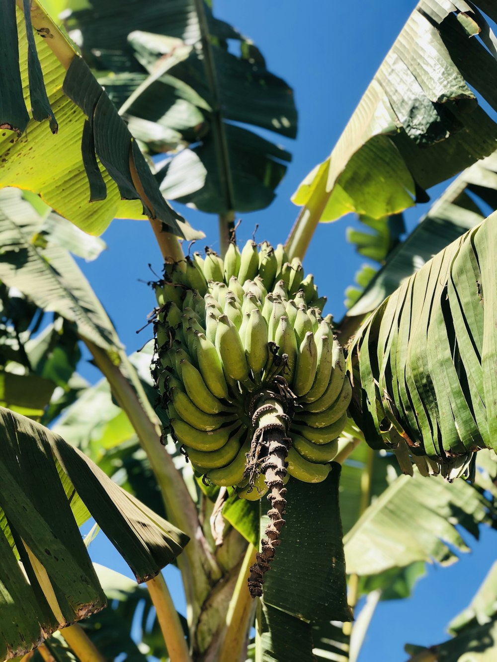 green banana fruit during daytime