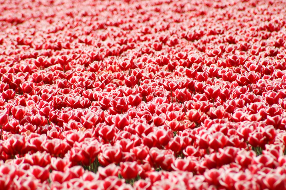 petali di fiori rossi e bianchi su tessuto rosa