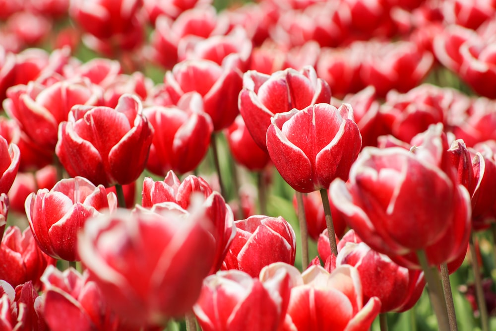 tulipani rossi in fiore durante il giorno