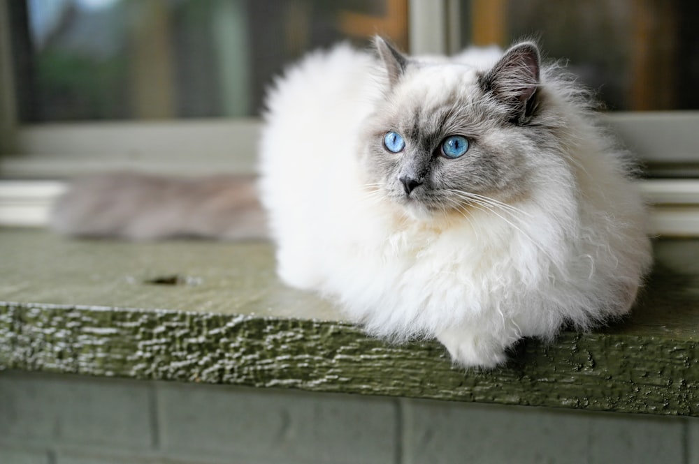 gatto bianco e grigio a pelo lungo su superficie di legno verde