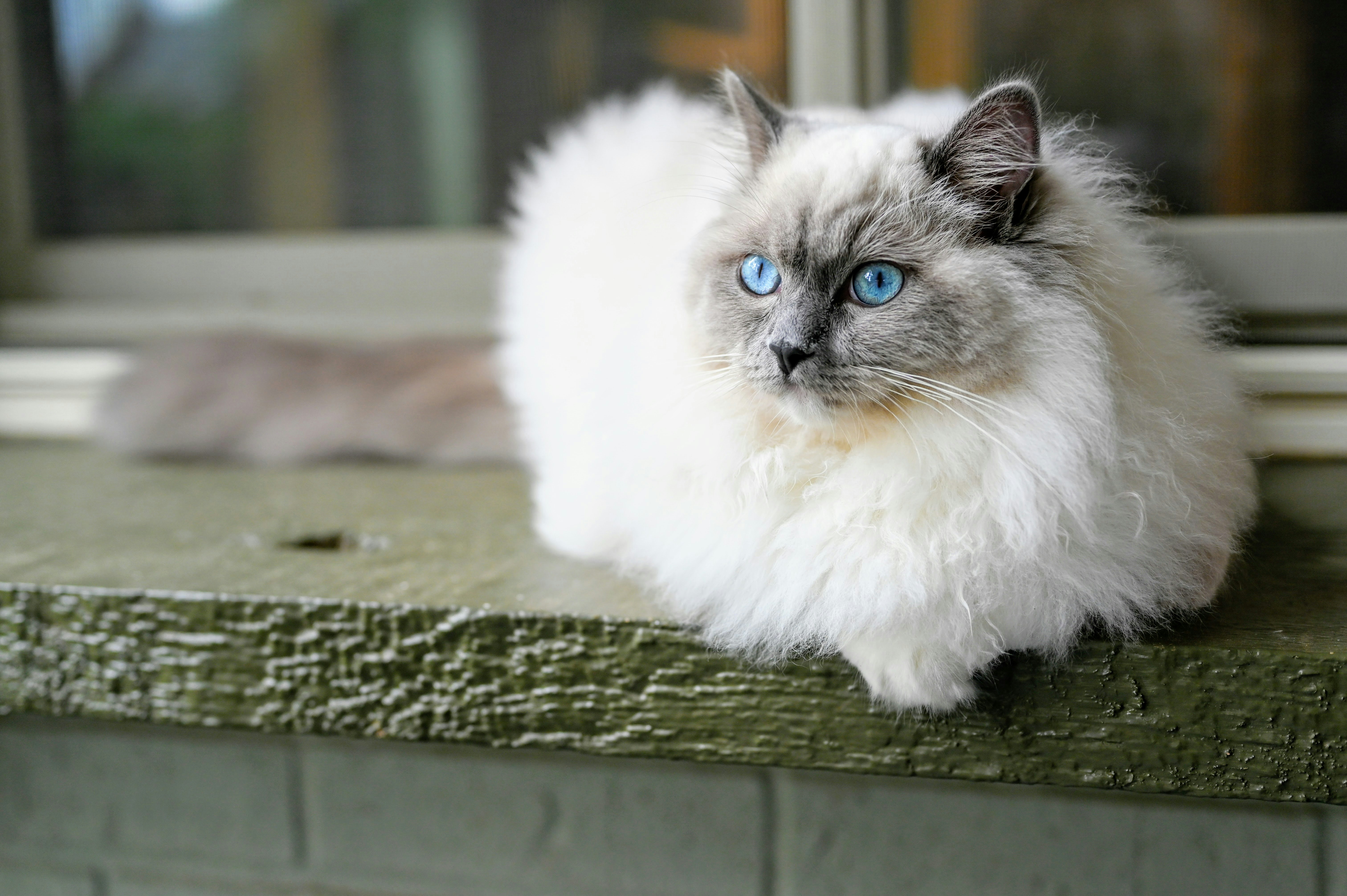 white and gray long fur cat on green wooden surface