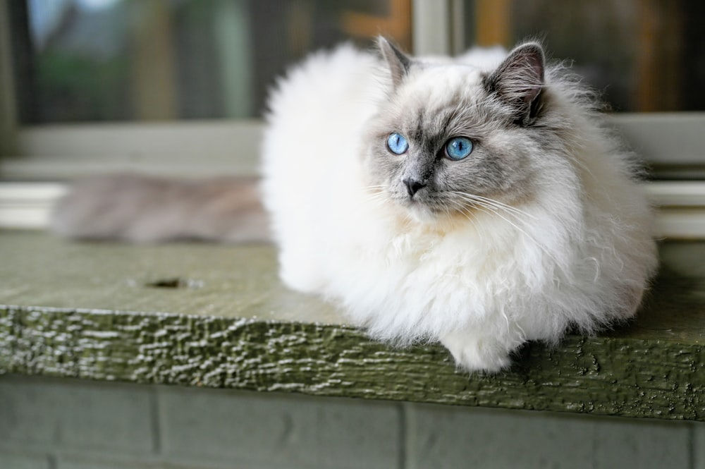 white and gray long fur cat on green wooden surface