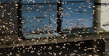 A large number of bees are swarming around multiple blue beehives. The bees are in various stages of flight, creating a dynamic and somewhat chaotic scene.