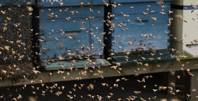 A large number of bees are swarming around multiple blue beehives. The bees are in various stages of flight, creating a dynamic and somewhat chaotic scene.