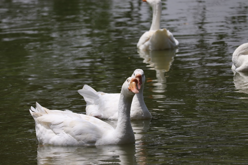 white swan on water during daytime