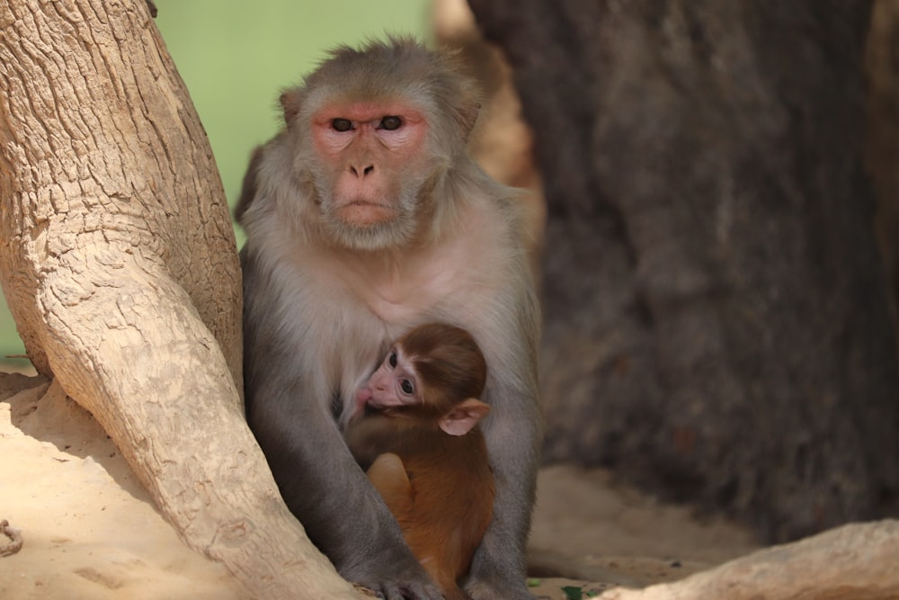 brown monkey on brown tree branch