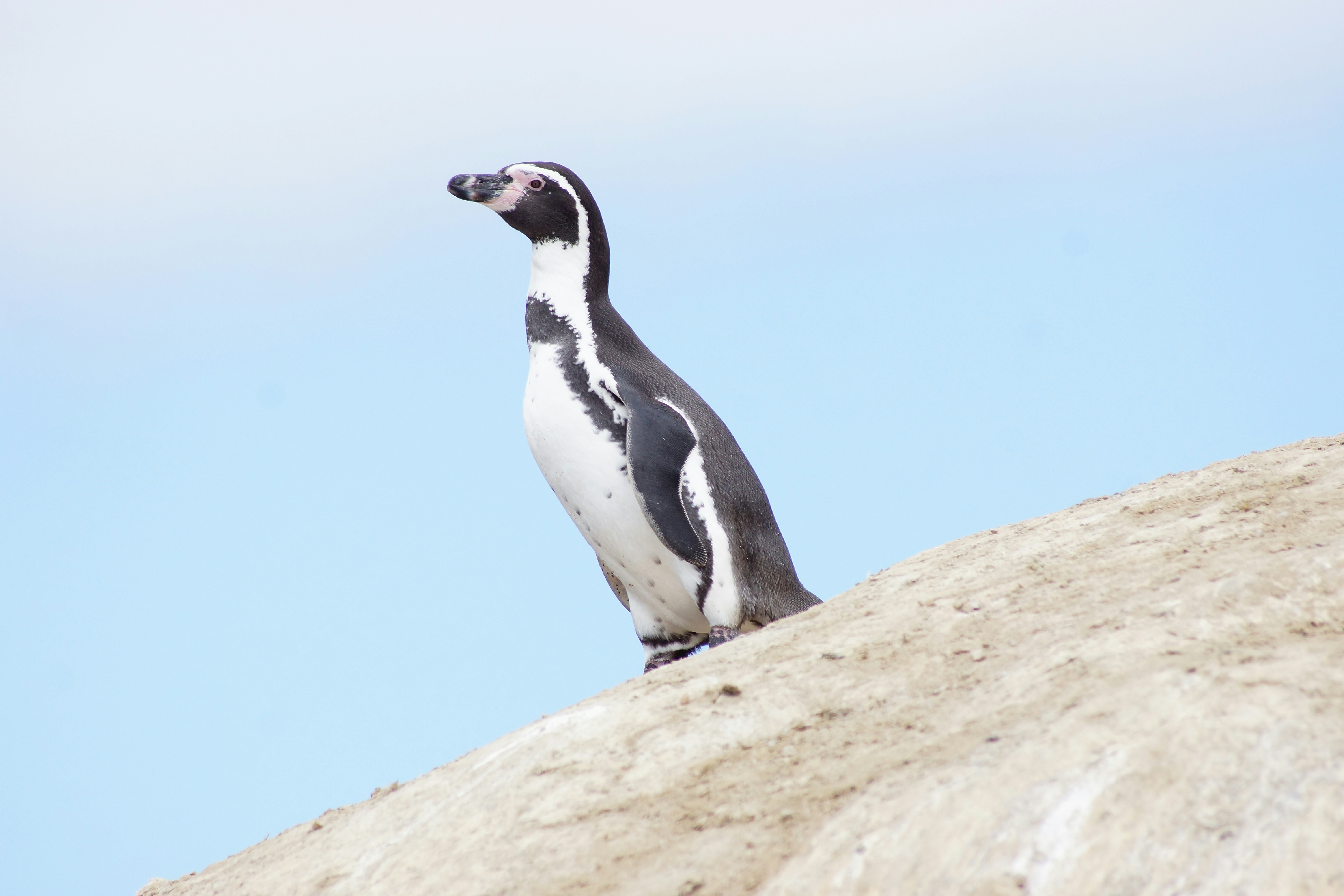 Humboldt Penguin