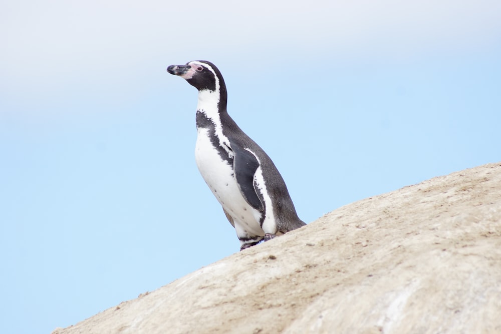 black and white penguin on brown rock during daytime