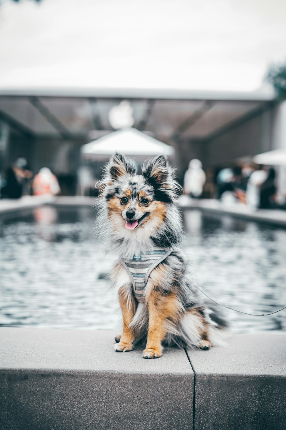 black brown and white long coat small dog sitting on grey concrete floor during daytime