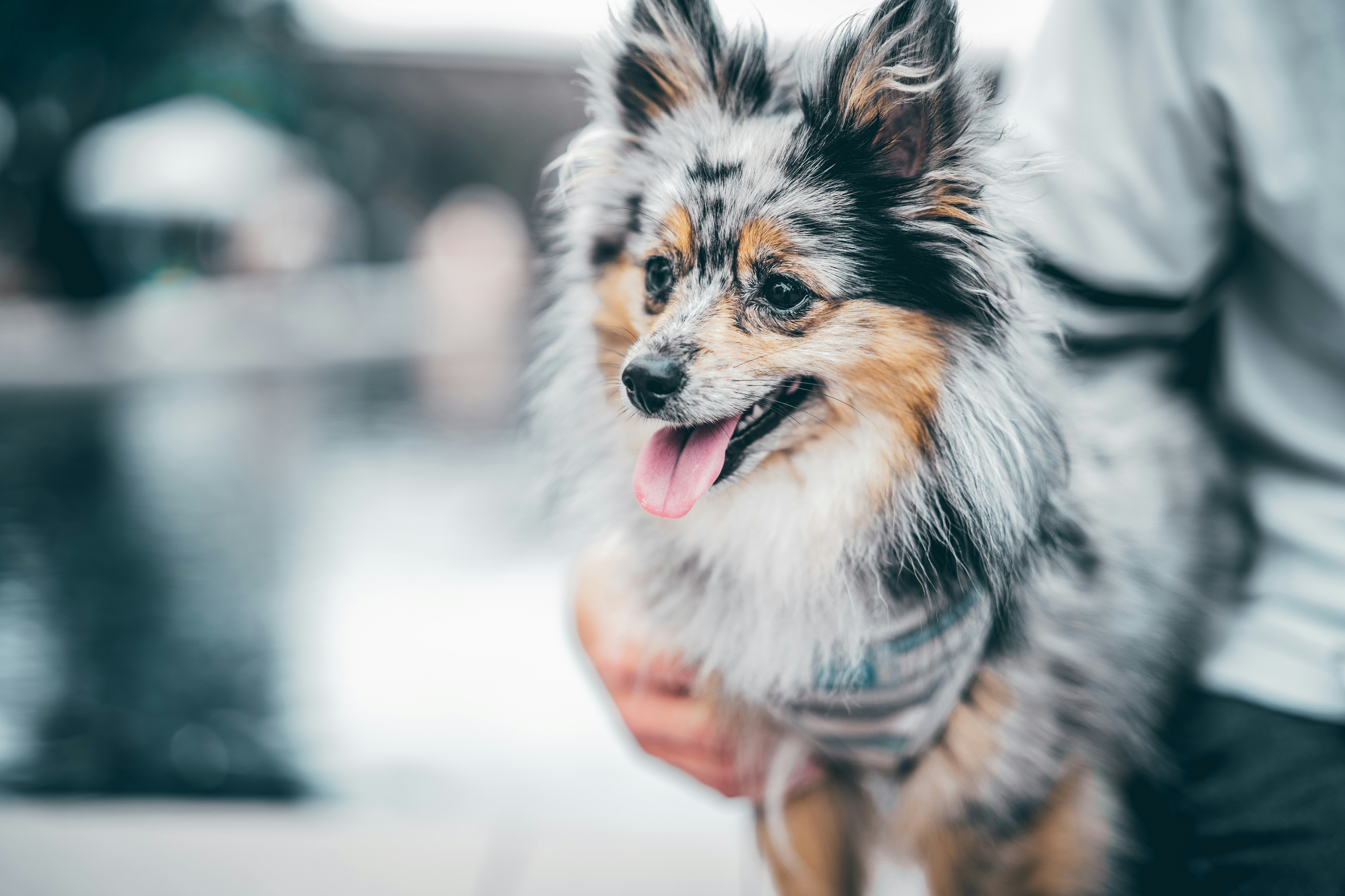 Aussie Pomeranian dog, photo by Marty O'Neill of Drastic Graphics.