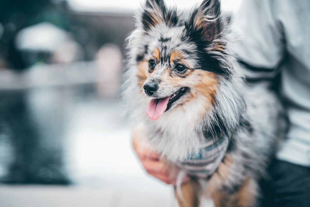 schwarz-weißer langer Mantel kleiner Hund