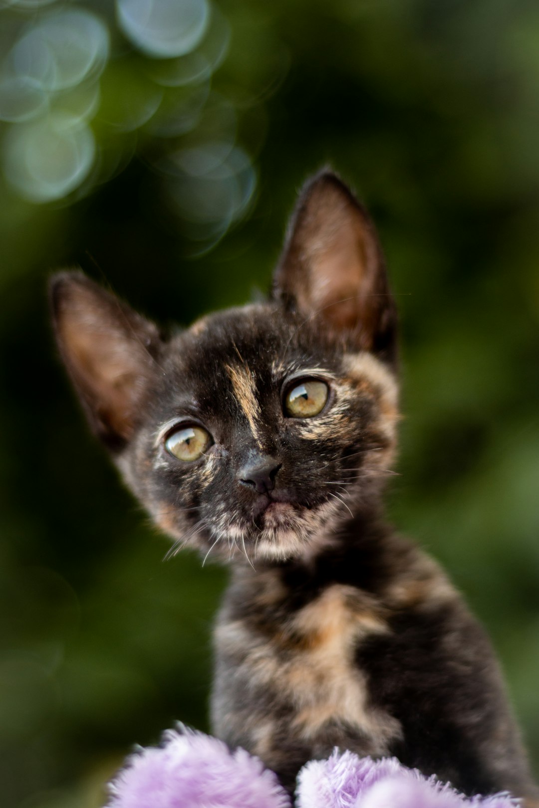 black and brown cat on green grass during daytime