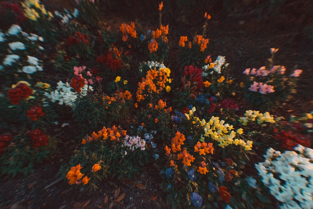 gelbe und rote Blumen auf dem Boden