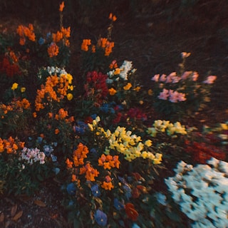 yellow and red flowers on ground