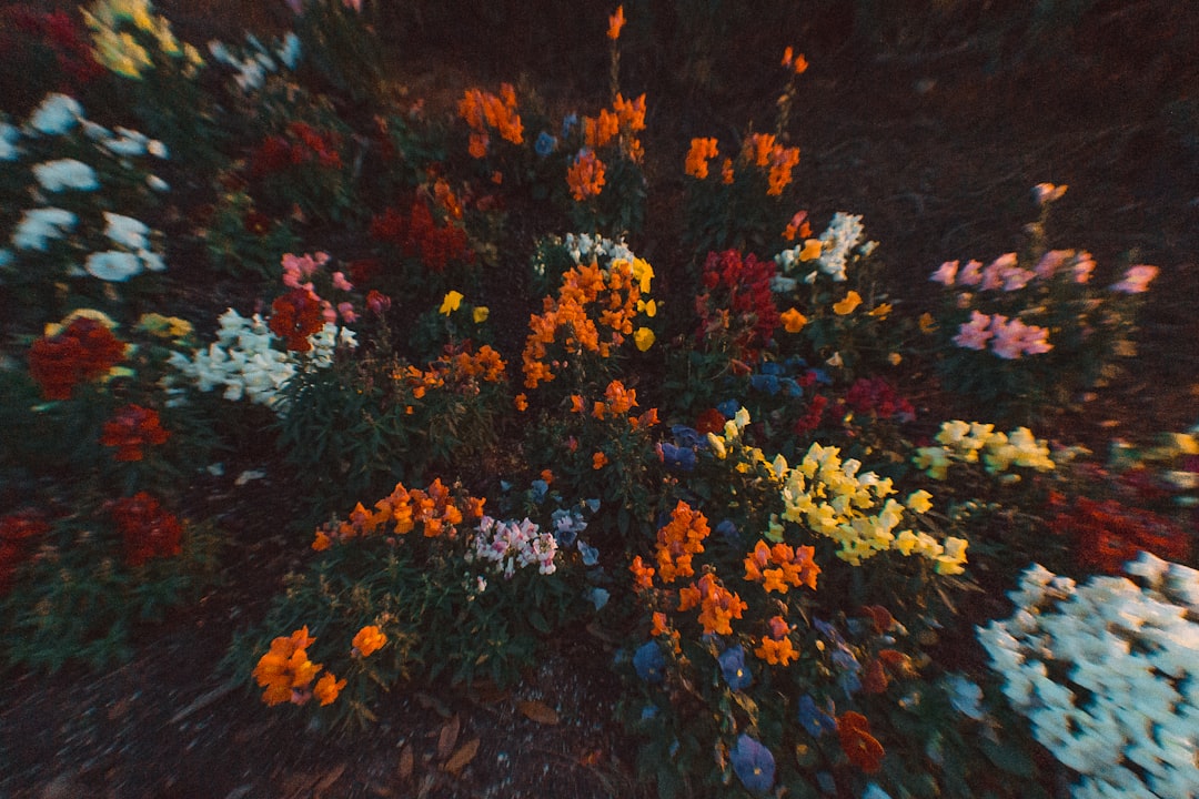 yellow and red flowers on ground,
