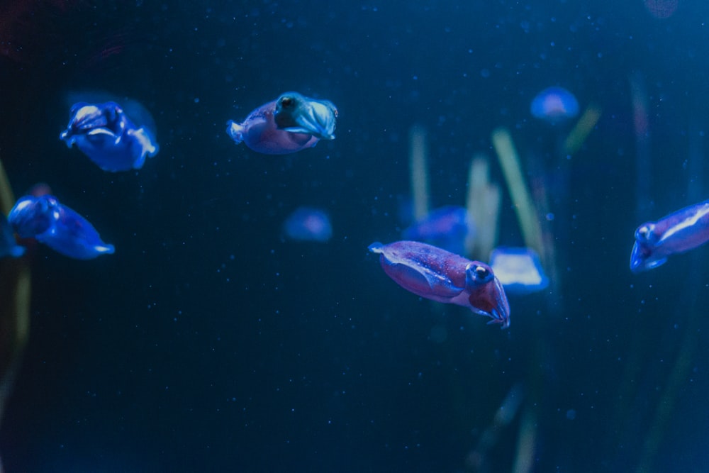 blue and white fish in water