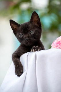 A curious kitten wearing a tiny, hand-stitched dress with floral details, perched on a wooden chair.