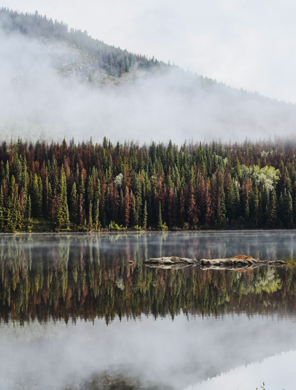 green trees beside lake during daytime