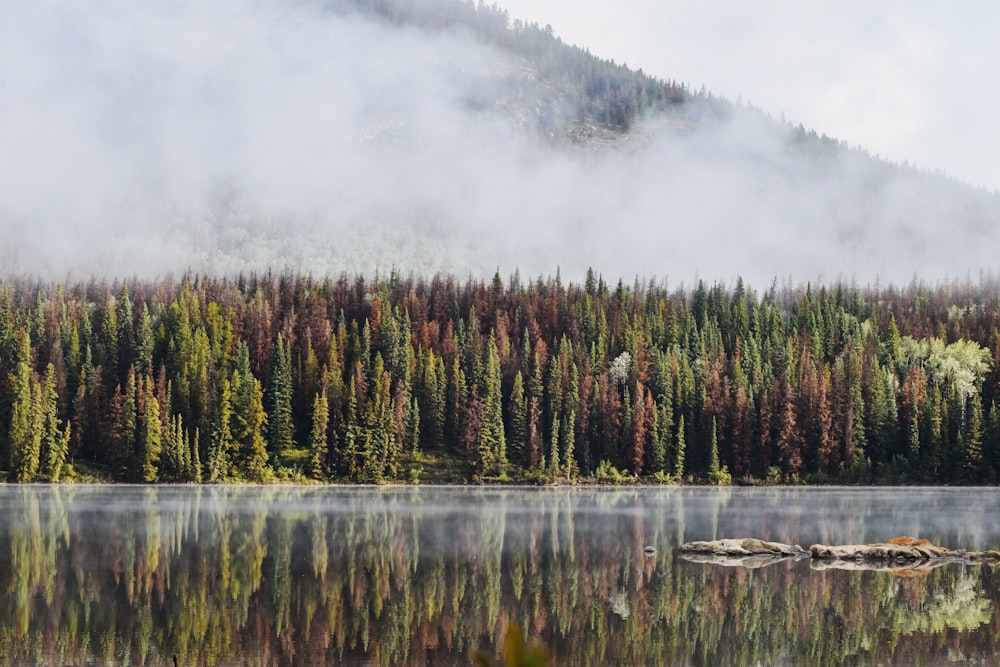 green trees beside lake under white clouds during daytime